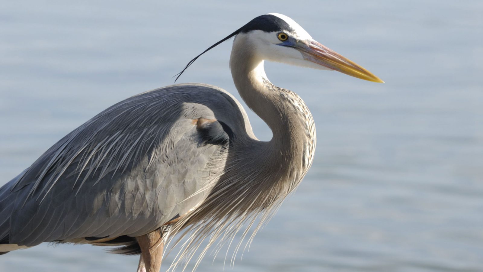 Bird Watching at Middle Creek