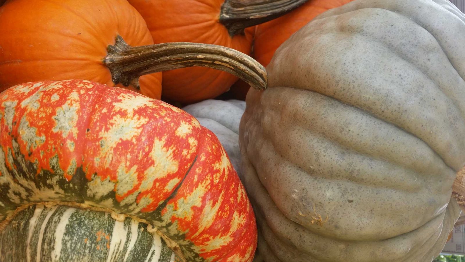 It’s the Great Pumpkin, Lebanon Valley