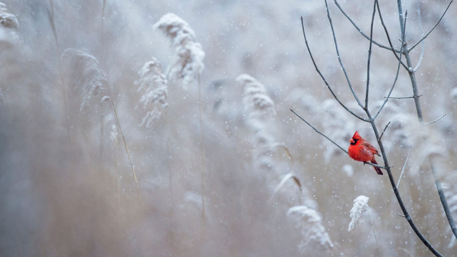 Three Words to Describe Winter in the Lebanon Valley